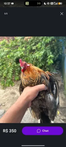 Vende-se galo e galinha