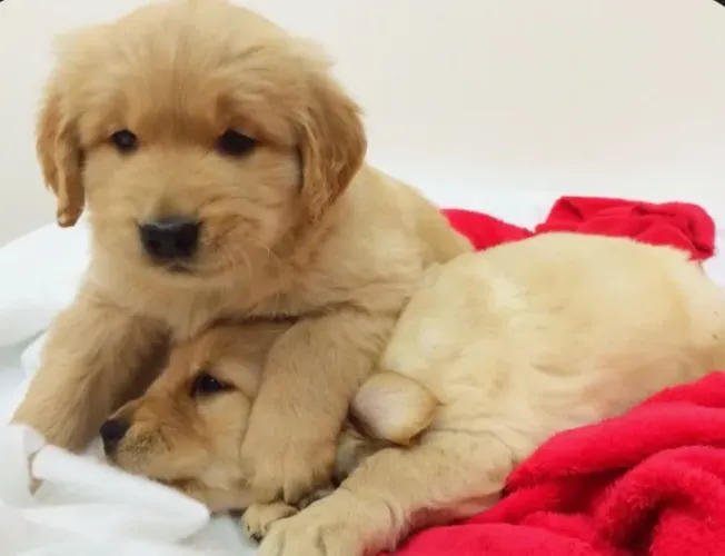 Coisa Mais Linda de Filhotes , Golden Retriever