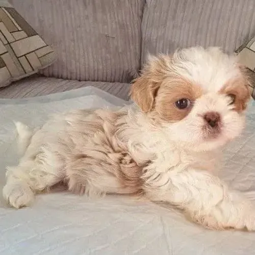 Shih tzu filhote disponivel
