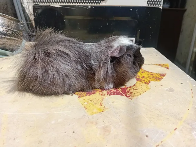 Porquinho da india