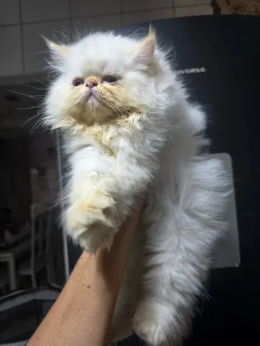 Gato persa original