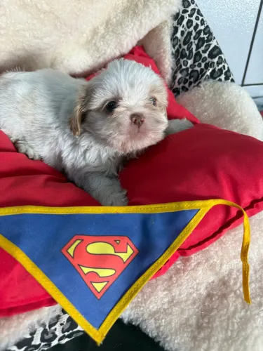 Shihtzu macho fofo