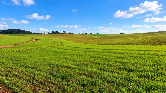 Campo do Tenente/ Lapa, 65 Alqueires, 157,30 Hectares, , Dupla Aptidão, 2,7 km do asfalto