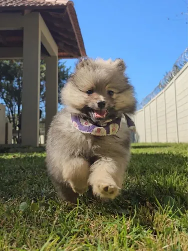 Lulus da pomerânia