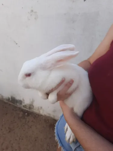 Coelhos