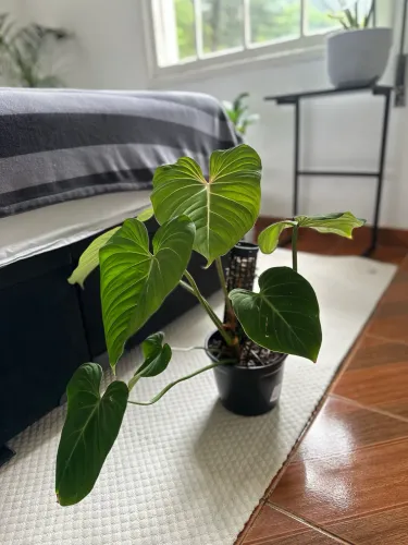 Filodendro Glorioso (Philodendron Gloriosum) 
