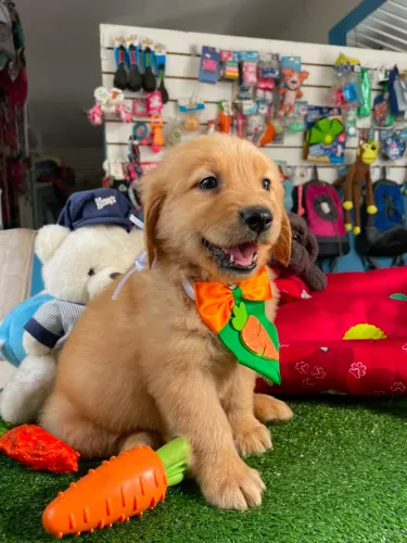 Golden Retriever machinho promoção