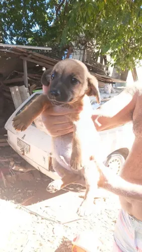 Adoção de cachorro