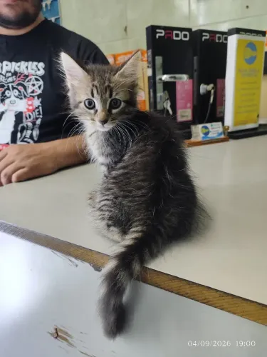 Gata adoção