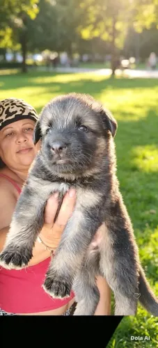 Pastor alemão para vender