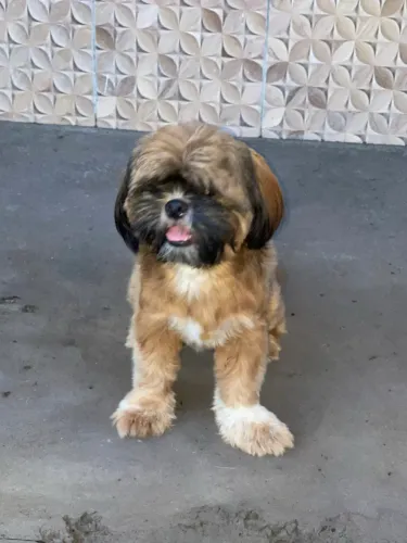 Shih tzu