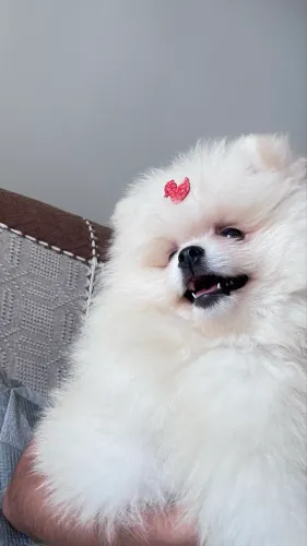 Vendo Lulu da pomerania - macho 3 meses 