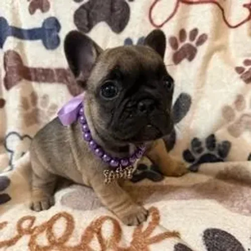 Bulldog Francês,Bulldog Francês Filhote Disponível Alta Qualidade