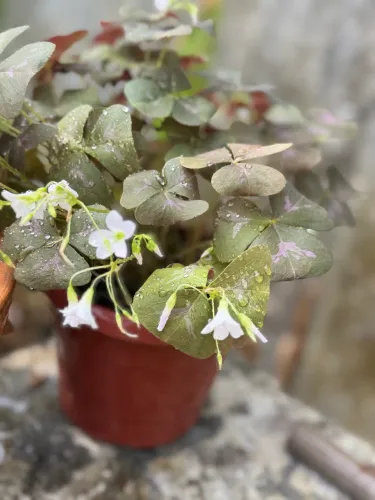 Vendo planta Trevo