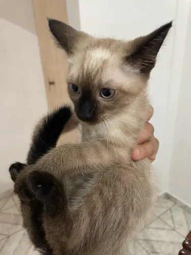 Gatos para adoção