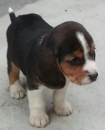 Linda filhote de beagle fêmea 