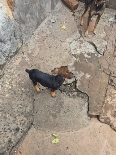 Cachorro pincher numero 1
