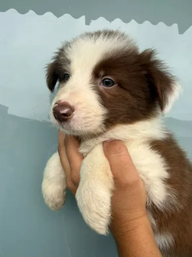 Border collie