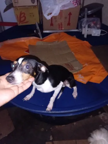 Pincher mascho adulto 1 ano e meio