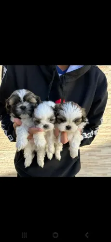 Doa-se filhote de shih tzu