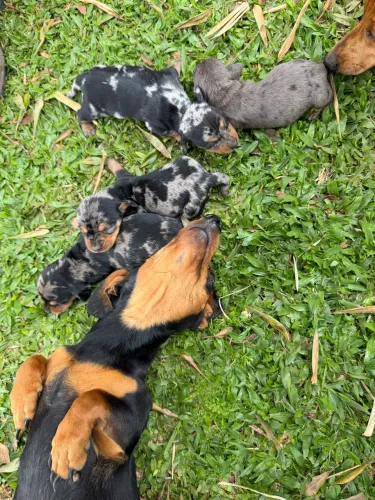 Dachshund miniatura VIDEIRA/SC 