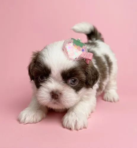Shih tzu fêmea exótica bem pequenininha 