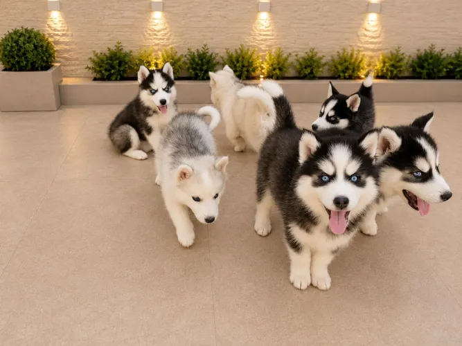 Husky siberiano