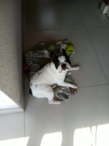 Vendo Buldogue Frances
