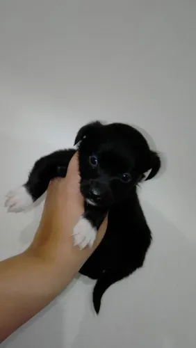 Mix de chihuahua macho