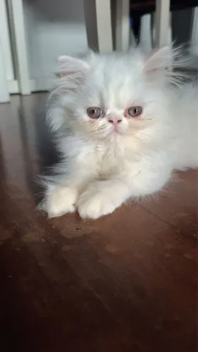 FILHOTE DE GATO PERSA BRANCO DISPONÍVEL