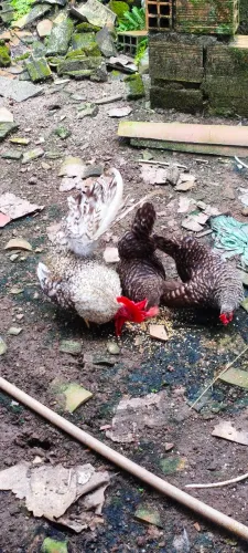 Um galo e duas galinhas Garnize Nagasaki