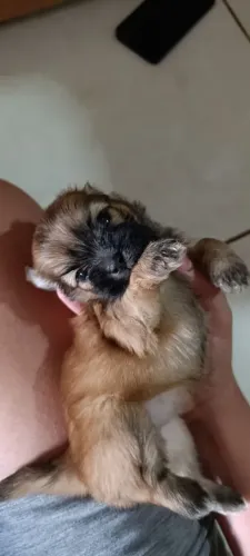 Filhote Yasasa Apso