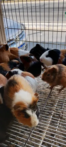 Vendo porquinhos da índia