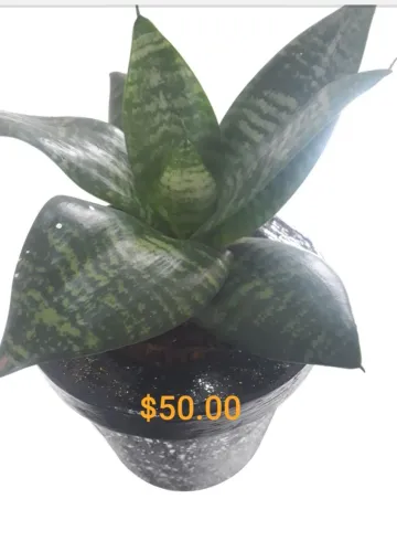 Vendo vaso c Espadinha