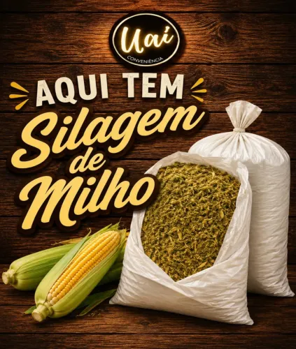Silagem de Milho 