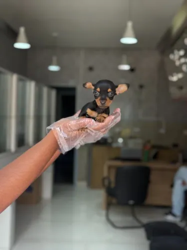 Pinscher Fêmea Super Companheira | Pedigree Oficial e Suporte Veterinário