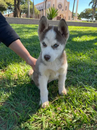 husky siberiano