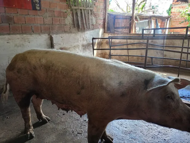 Suíno para abate 