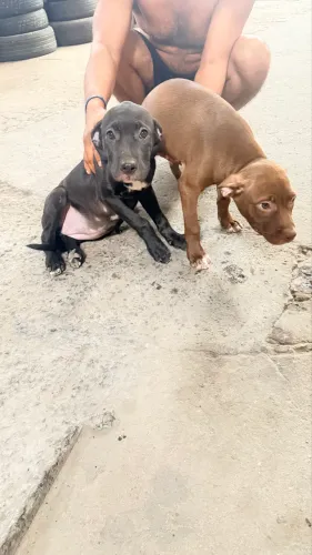 Vendo filhotes de pitbull misturado com  Rottweiler