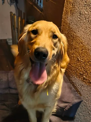 Golden retrivie fêmea 1 ano