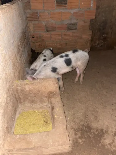Vendo duas Leitoas Macho