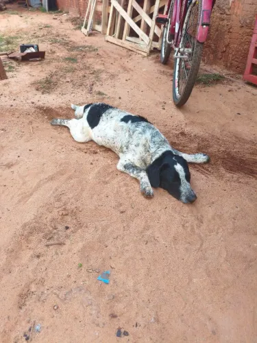 Cachorro macho