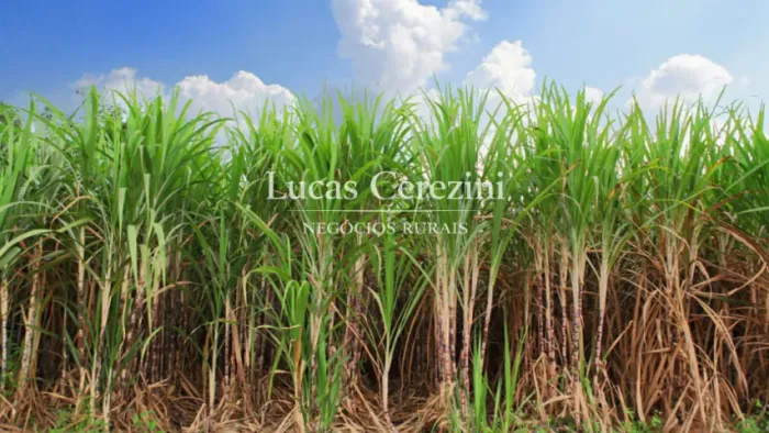 11.2 Alqueires em cana para a Usina COFCO