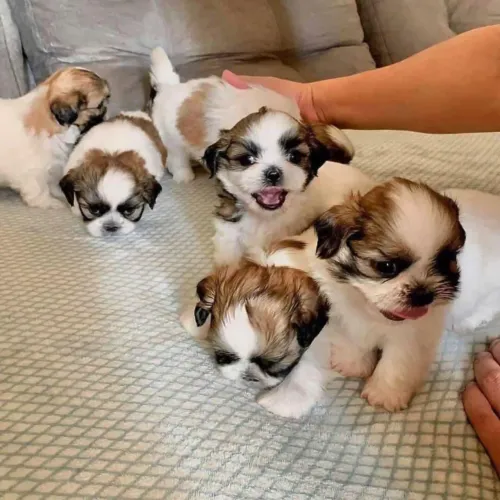 Shih tzu lindo