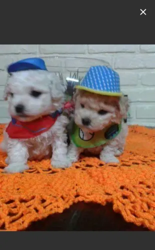 Miniatura de poodle toy pra entrega imediata 