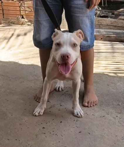 Cachorros