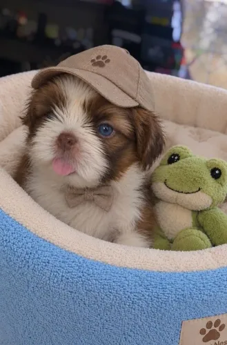 Shihtzu - Bebês disponíveis 