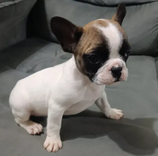 Bulldog Francês fêmea