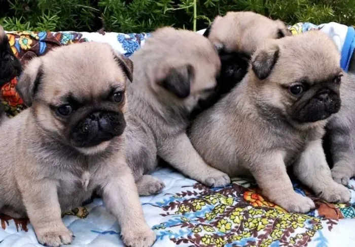 Seu Pug Está Aqui! Saúde Garantida e Vacina V10 Importada