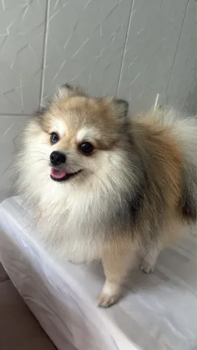 Spitz Alemão